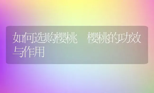 如何选购樱桃 樱桃的功效与作用 | 养殖资料投稿