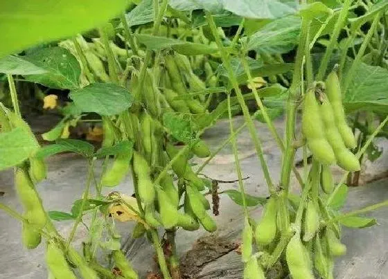 种菜|七月份适合种什么菜 现在七月份种什么蔬菜好