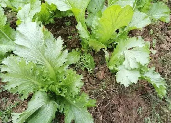 种植前景|种植青菜赚钱吗 种植前景和利润