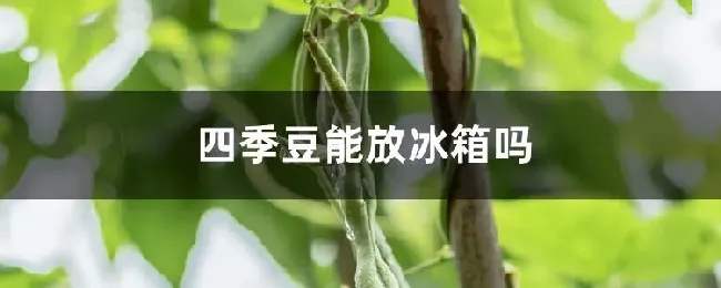 四季豆能放冰箱吗
