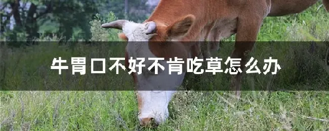 牛胃口不好不肯吃草怎么办