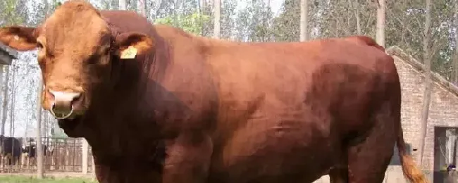 牛的出肉率是多少养了一年的牛有多重