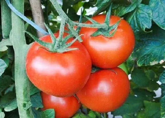 种菜|七月份适合种什么菜 现在七月份种什么蔬菜好