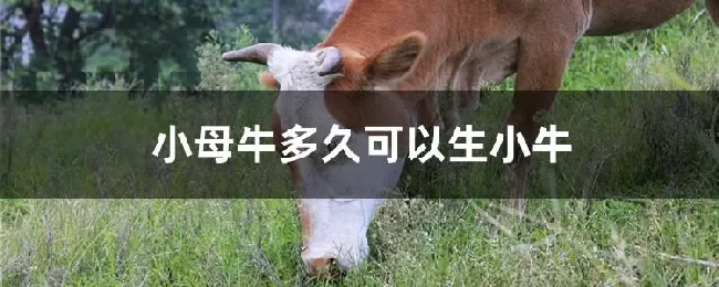 小母牛多久可以生小牛