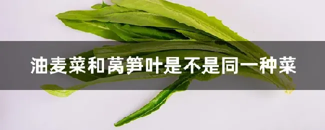 油麦菜和莴笋叶是不是同一种菜