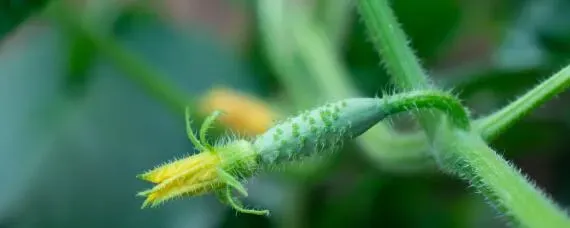 大棚黄瓜种植间距