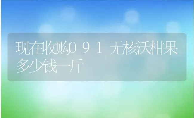 现在收购091无核沃柑果多少钱一斤 | 养殖资讯