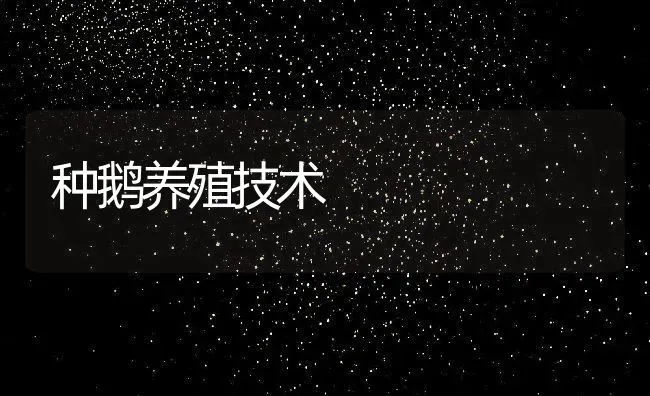 种鹅养殖技术 | 养殖资讯