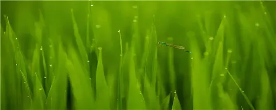秧苗和草的区别