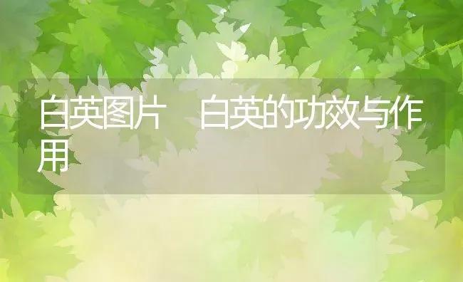 白英图片 白英的功效与作用 | 养殖资讯