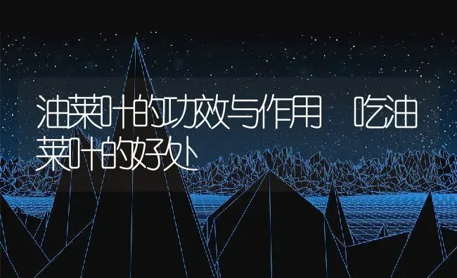 油莱叶的功效与作用 吃油莱叶的好处 | 养殖资料投稿