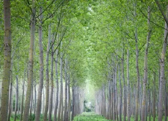 树木|什么树苗长得快又值钱（目前十年内栽什么树苗有前景）