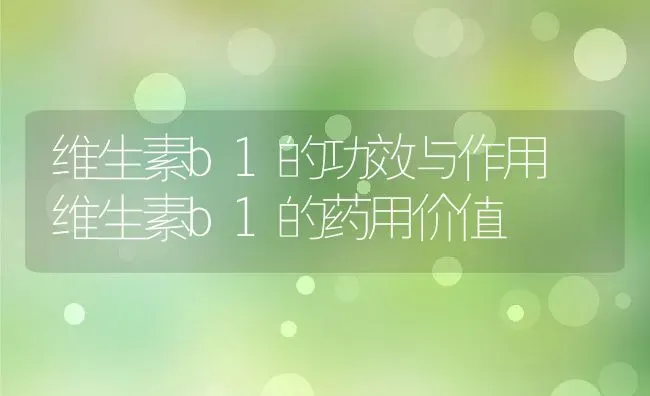 维生素b1的功效与作用 维生素b1的药用价值 | 养殖资料投稿