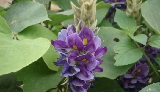 白葛花的作用与功效
