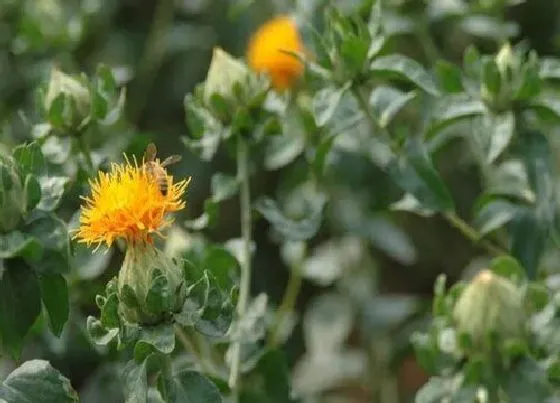 种植前景|红花种植条件和环境要求 适合种植的地方