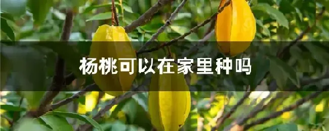 杨桃可以在家里种吗