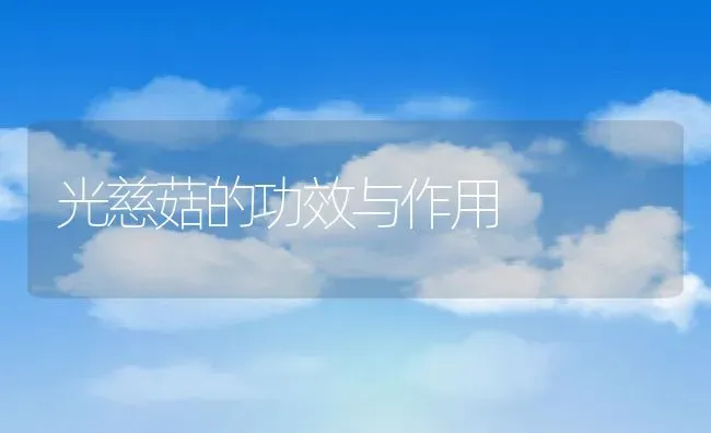 光慈菇的功效与作用 | 养殖资料投稿