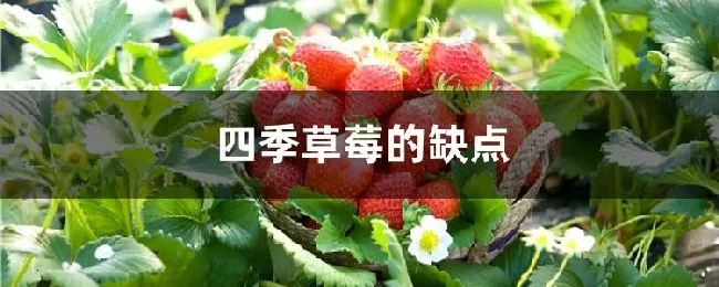 四季草莓的缺点