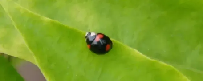益虫有哪些
