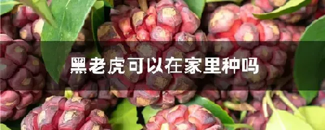 黑老虎可以在家里种吗