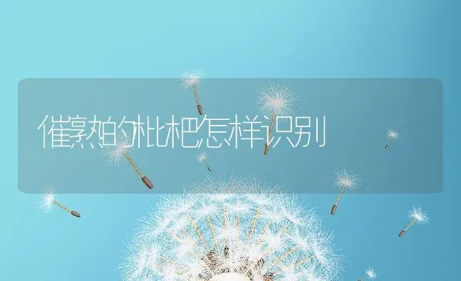 催熟的枇杷怎样识别 | 养殖资料投稿