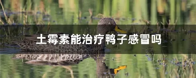 土霉素能治疗鸭子感冒吗