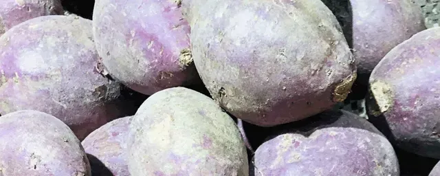 红薯高产绝招