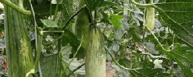 羊角蜜甜瓜适合在什么地区种植附种植方法