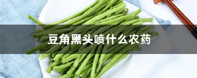 豆角黑头喷什么农药