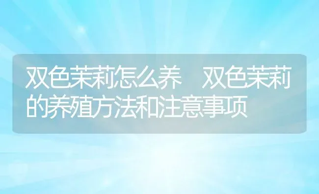 双色茉莉怎么养 双色茉莉的养殖方法和注意事项 | 养殖资料投稿