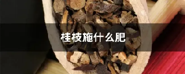 桂枝施什么肥