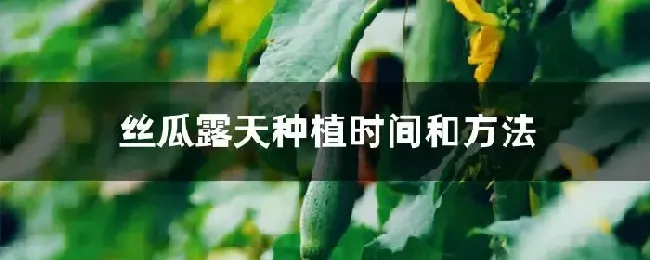 丝瓜露天种植时间和方法