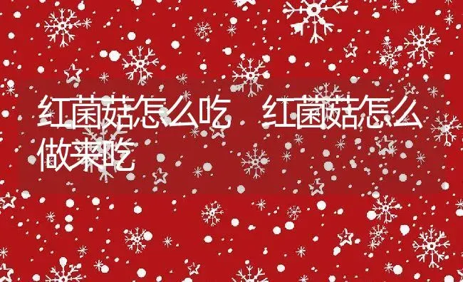 红菌菇怎么吃 红菌菇怎么做来吃 | 养殖资料投稿