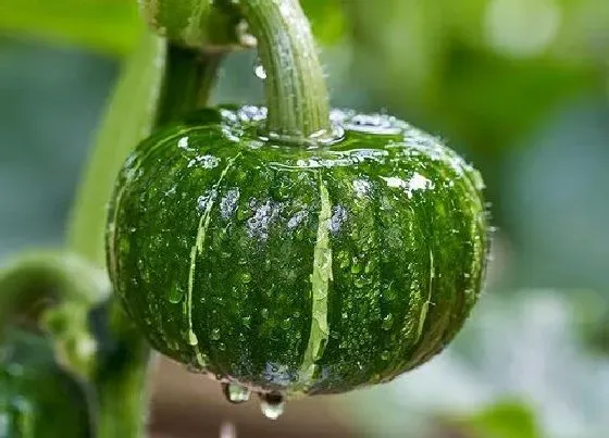 蔬菜|嫩南瓜是碳水还是蔬菜 属于蔬菜类植物