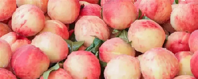 水蜜桃什么时候成熟