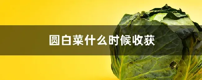 圆白菜什么时候收获