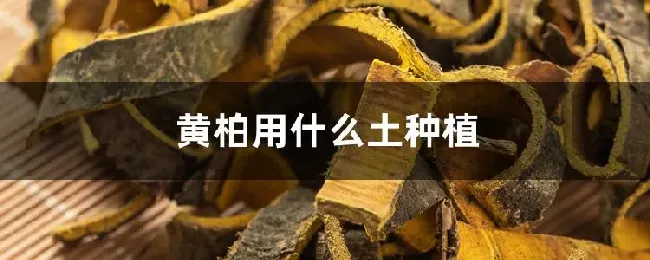 黄柏用什么土种植