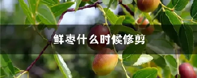 鲜枣什么时候修剪