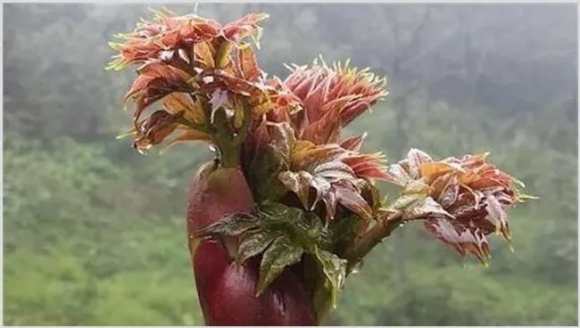 2019年种什么蔬菜不愁销路？蔬菜种植赚钱 | 热门养殖项目