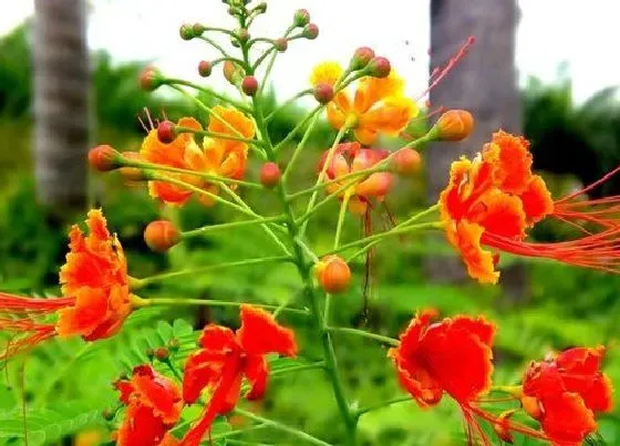 养花|南方夏季适合种什么花 适合南方地区栽种的花卉