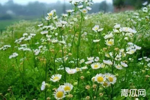 小飞蓬的功效与作用 小飞蓬的药用价值