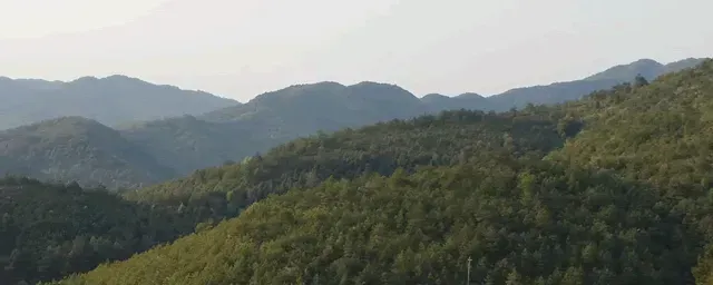 黄粉虫饲养中水分如何管理