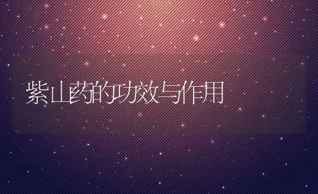 紫山药的功效与作用 | 养殖资料投稿