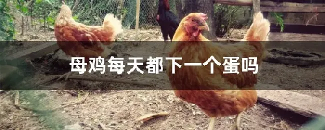 母鸡每天都下一个蛋吗