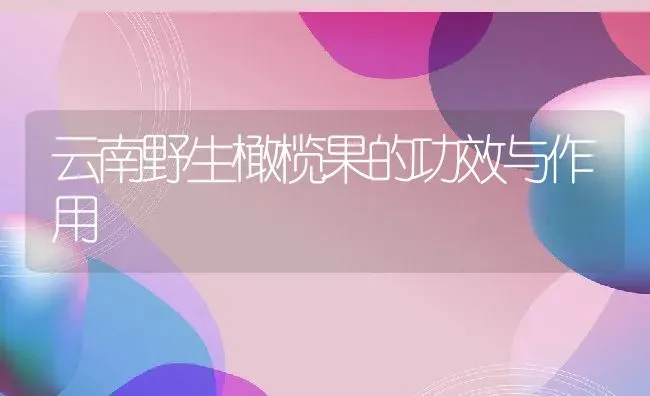 云南野生橄榄果的功效与作用 | 养殖资料投稿