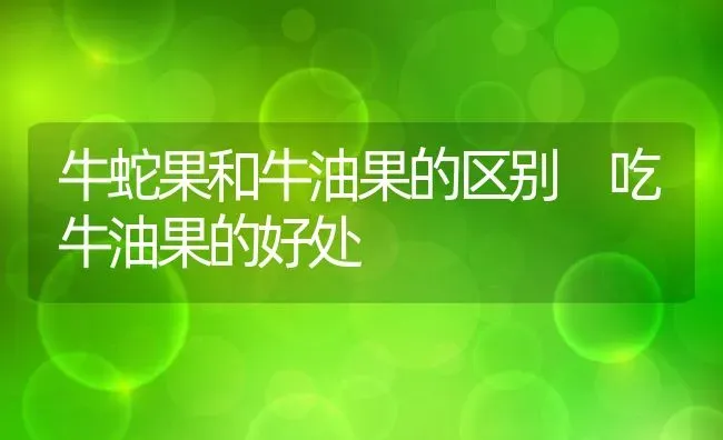 牛蛇果和牛油果的区别 吃牛油果的好处 | 养殖资料投稿