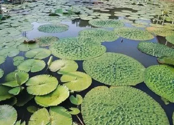 种植前景|鸡头米种植条件 适合的生长环境