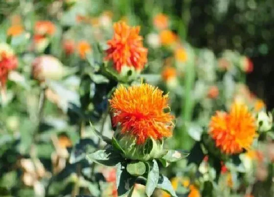 种植前景|红花种植条件和环境要求 适合种植的地方