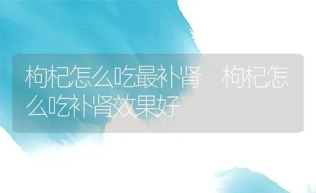 枸杞怎么吃最补肾 枸杞怎么吃补肾效果好 | 养殖资料投稿