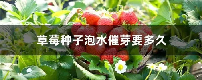 草莓种子泡水催芽要多久